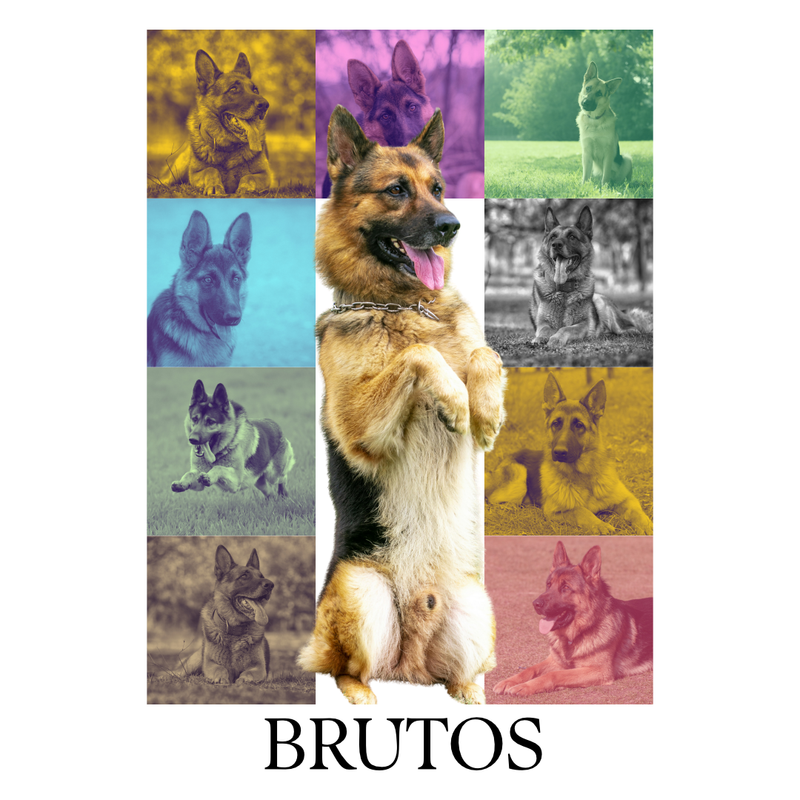 Camiseta Personalizada Pet Foto Coração 100% Algodão Estampa DTF