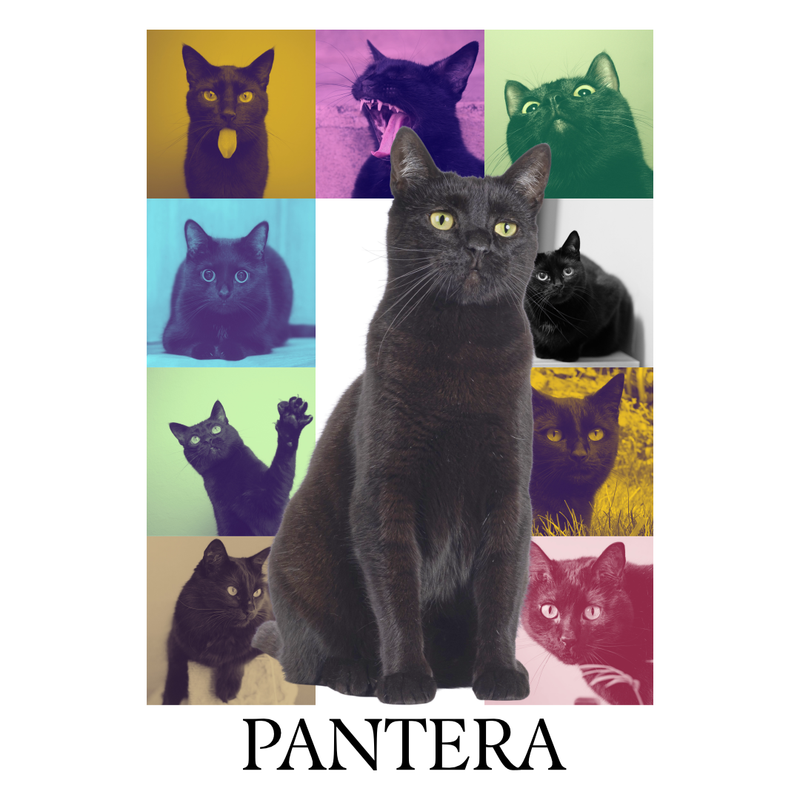 Camiseta Personalizada Pet Foto Coração 100% Algodão Estampa DTF