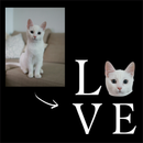 Camiseta Personalizada Pet Cachorro Foto 100% Algodão Estampa DTF