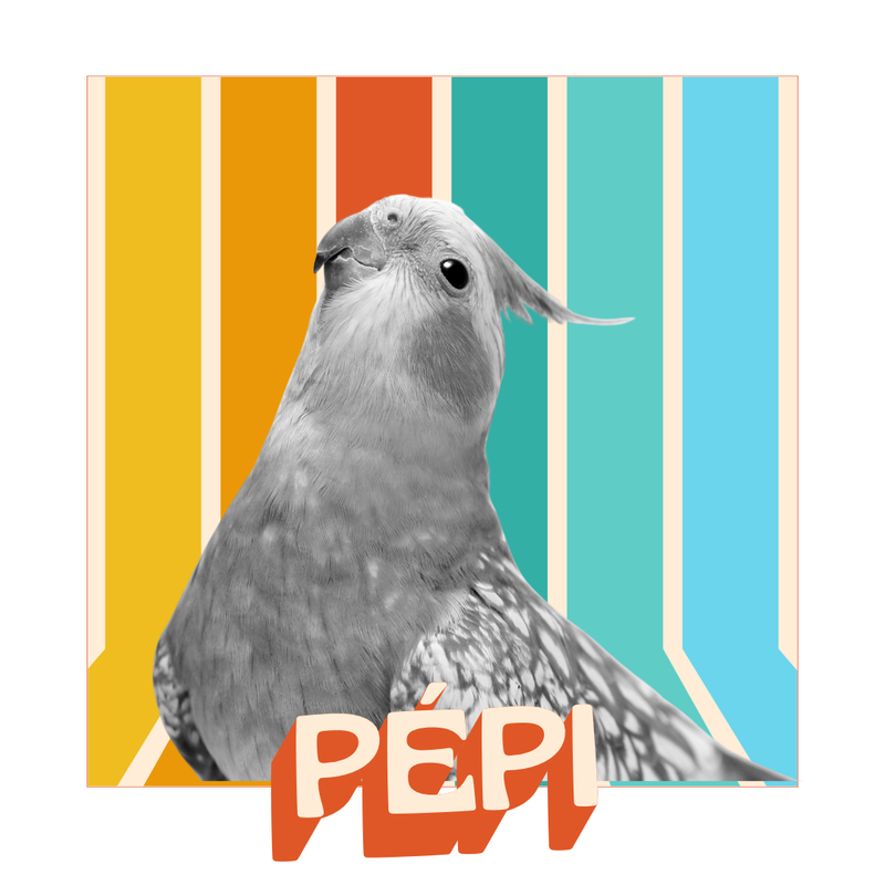 Camiseta Personalizada Pet Vintage Retrô Foto 100% Algodão Estampa DTF